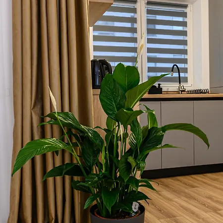 Tampa Sunshine - Free Private Parking Appartement Braşov